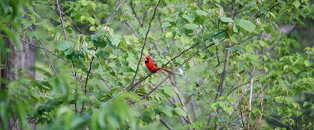 cardinal